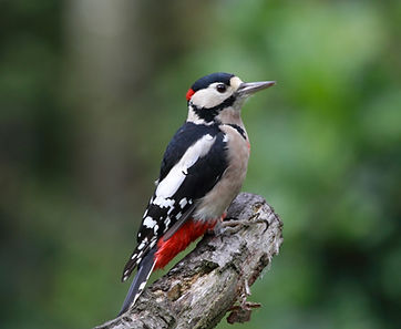 great spotted woodpecker (canva)_edited.