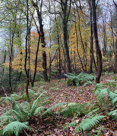Woodland trees and ferns