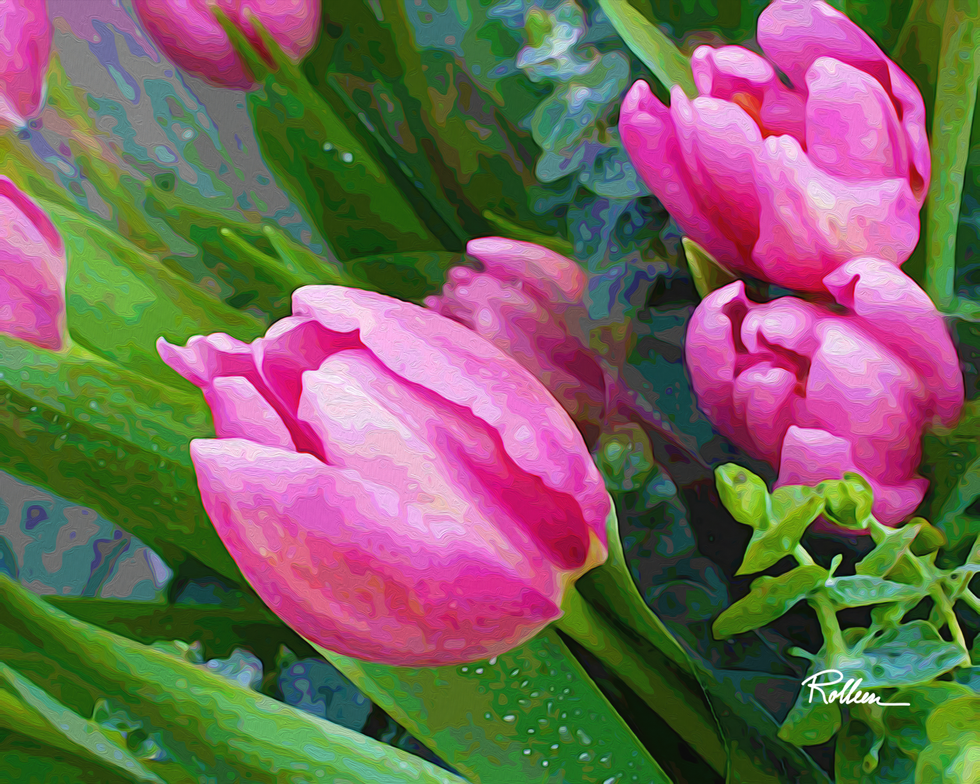 Pink Tulips