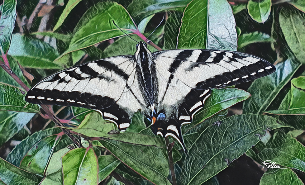 Butterfly in the Foliage