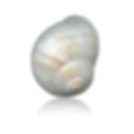 Escargot_BT307