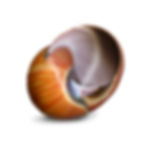 Snail_DY010