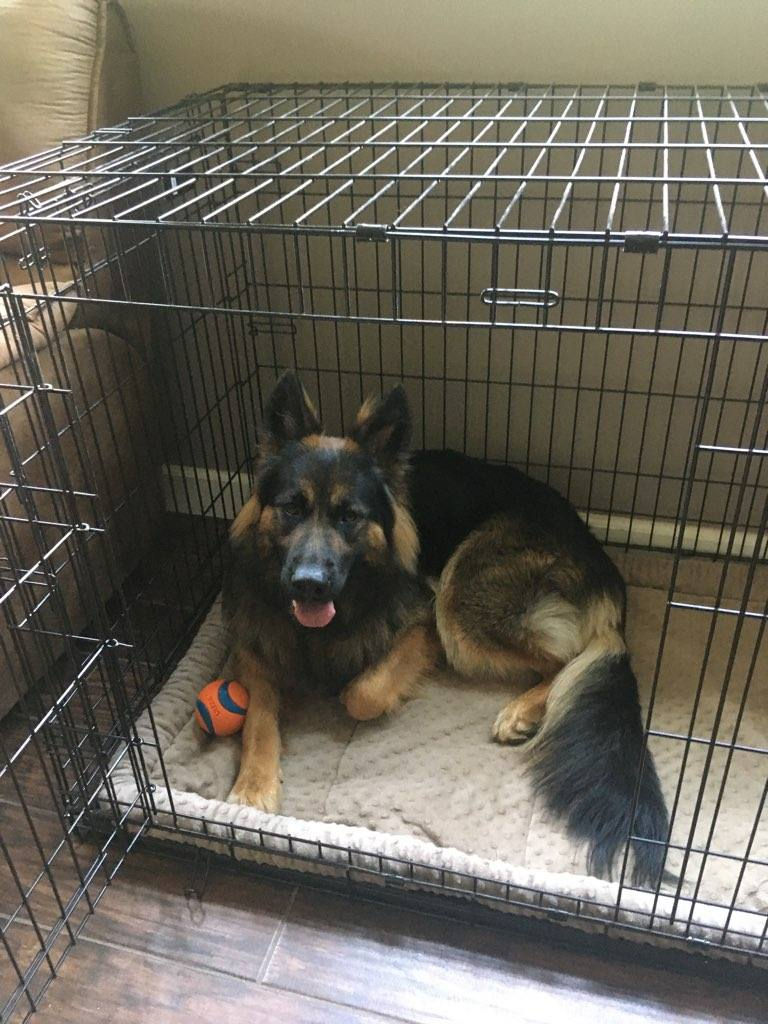 German Shepherd