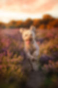 Warrigal's australian cobberdog heide-min.jpeg