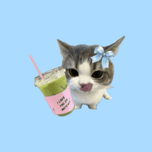 matcha-cat.gif