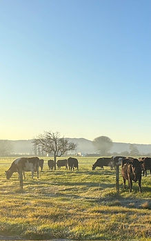 Cows in the morning.jpg