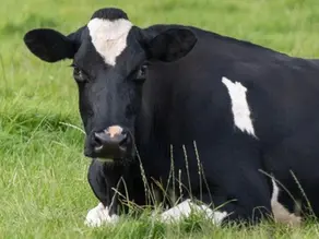 Nitrate Poisoning in Dairy Cattle