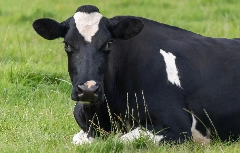 Nitrate Poisoning in Dairy Cattle