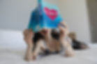514A0378.JPEG