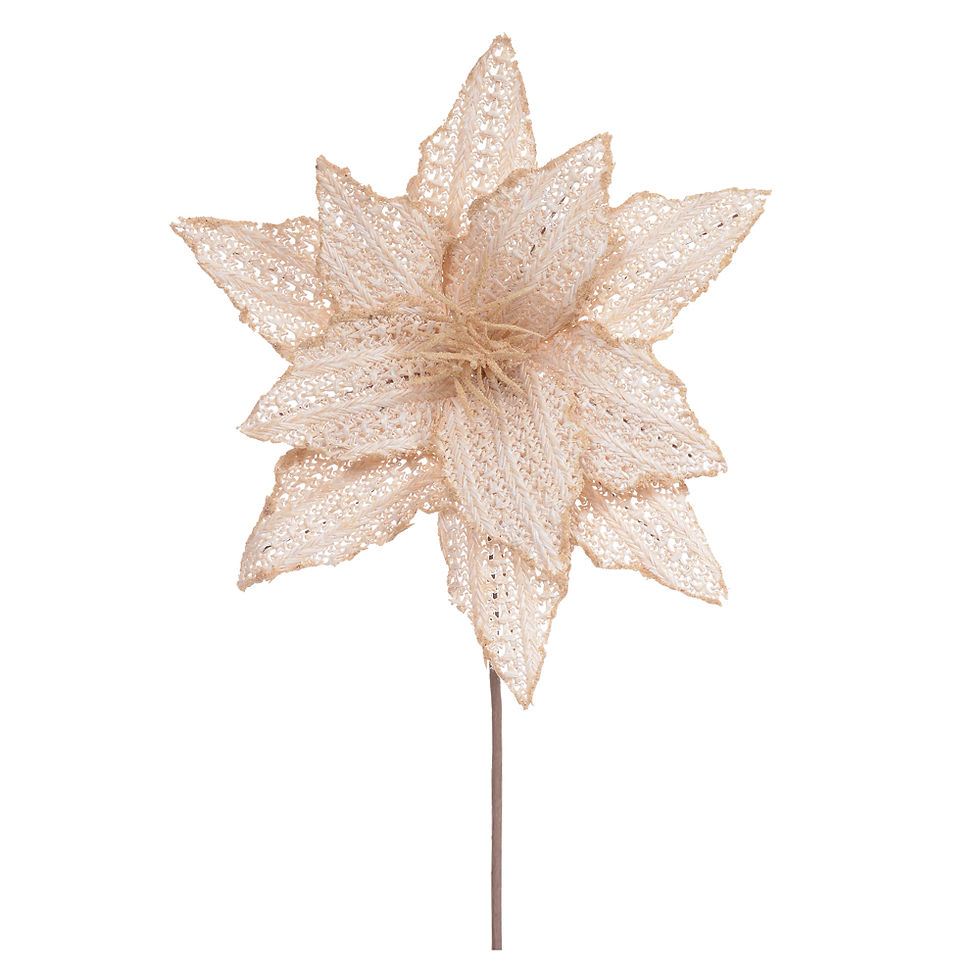 Miniatura: POINSETIA RUSTICA (BEGE) - 1UN