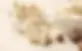 ivory shea butter.webp