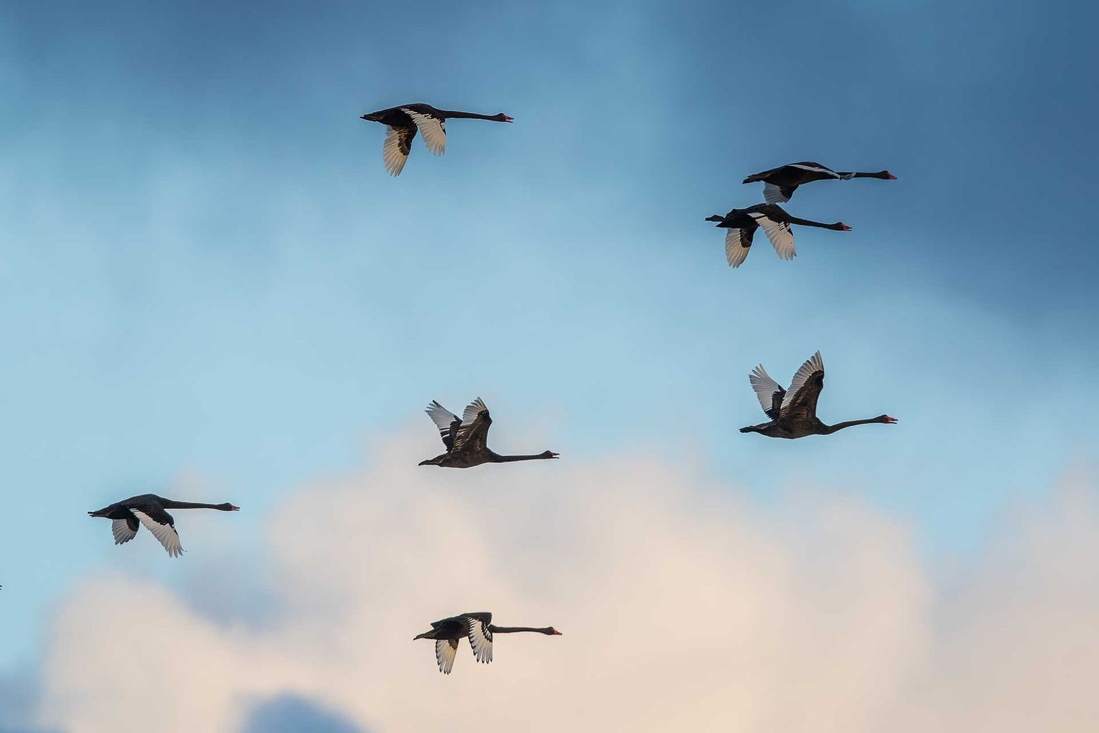 Black Swans, Mandurah, Western Australia