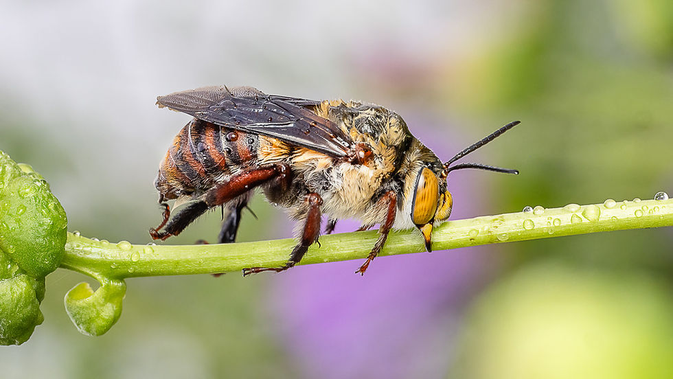 Dawsons burrowing bee-9.jpg