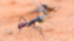 Dawson's Burrowing Bees Web Version-8.jpg