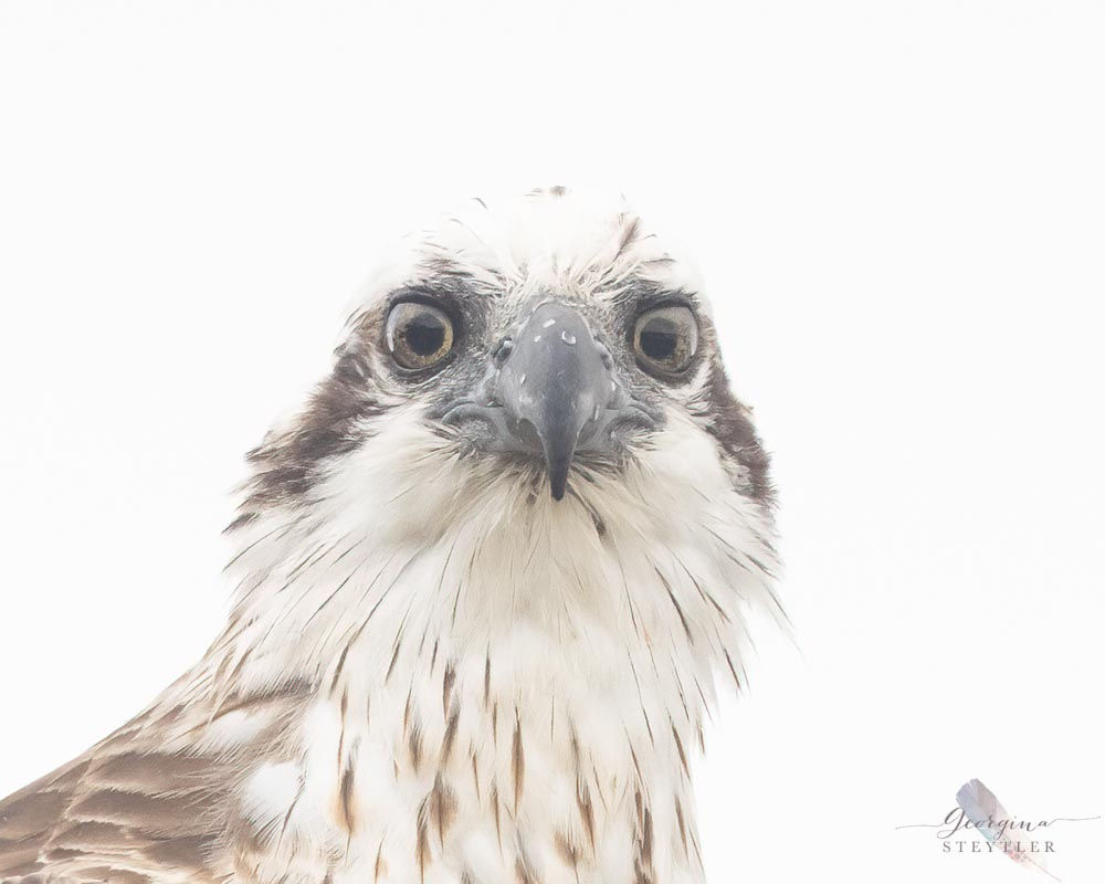 Bird Photography Camera Essentials