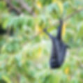 Christmas Island flying fox (Pteropus natalis)_CI.jpg