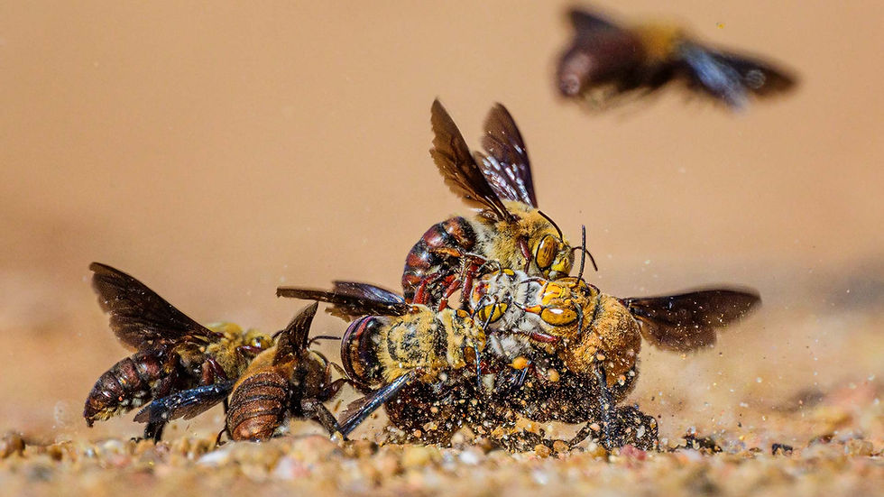 Dawson's Burrowing Bees Web Version-22.jpg
