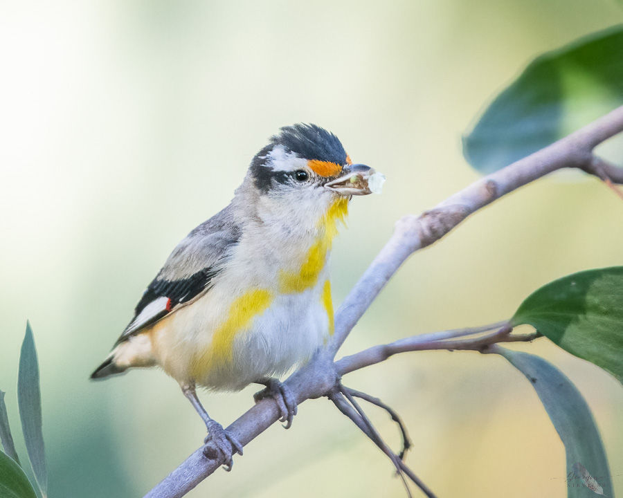 Stressed/Agitated Striated Pardalote