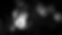 Lone Cockatoo_edited.jpg
