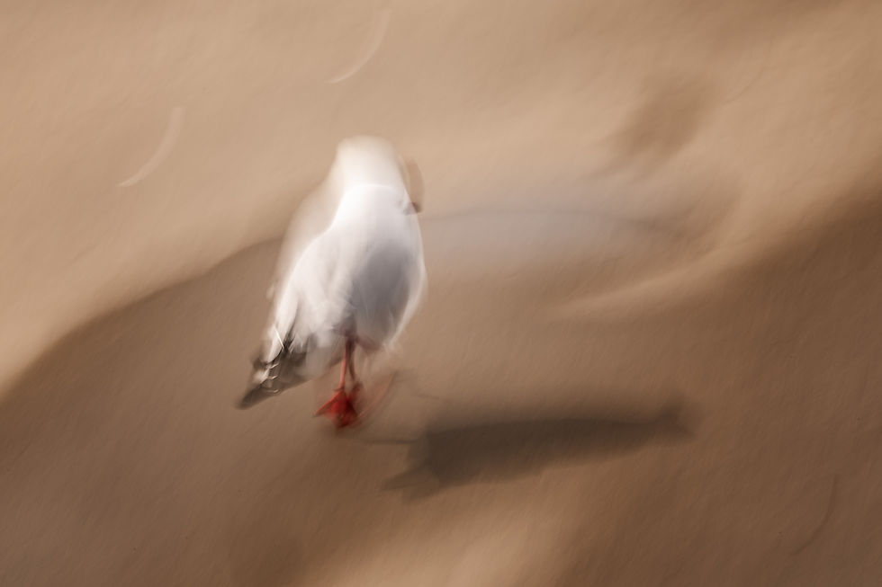 The Gull, Melbourne, Australia. ©Georgina Steytler
