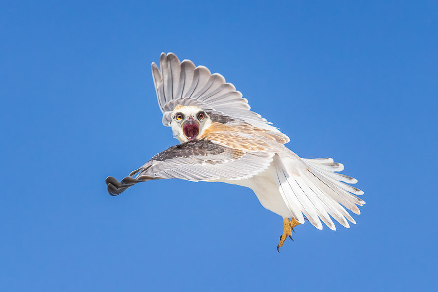 Black-shouldered Kite, Western Australia