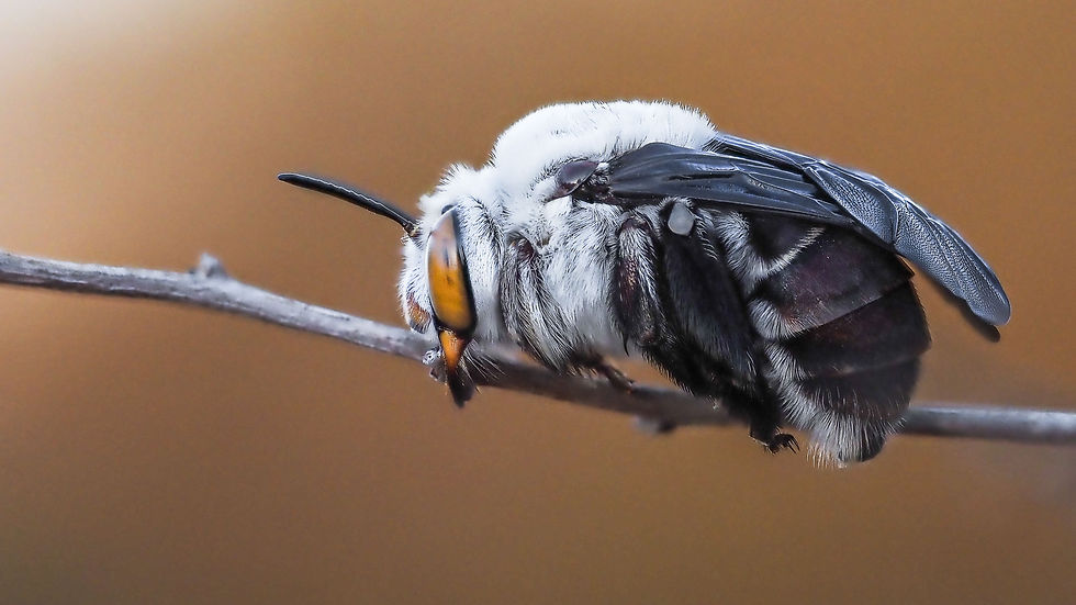Dawson's Burrowing Bees Web Version-15.jpg