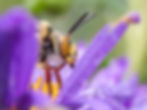 Dawsons burrowing bee-7.jpg