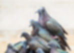 Christmas Island Imperial-pigeon-2.jpg