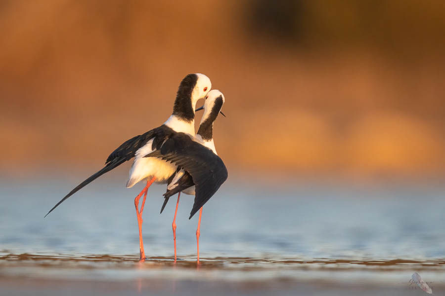 Pied Stilts, Western Australian birdlife