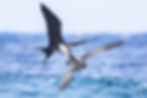 Frigatebird with Brown Booby.jpg