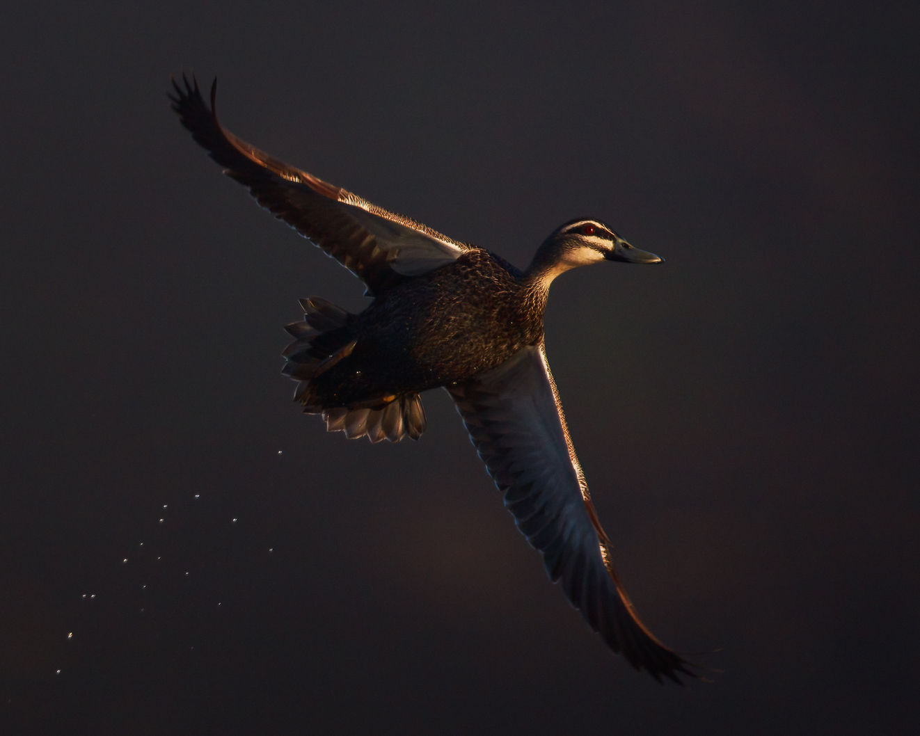 Pacific Black Duck, Eungedup Wetlands, Western Australia