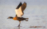 Australian Shelduck take off