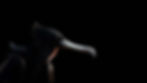 Frigatebirds (Christmas Island) (3)-Edit.jpg