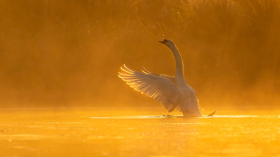 Mute Swan: NIKON Z 9, F6, 1/8000, ISO1600 at 410mm