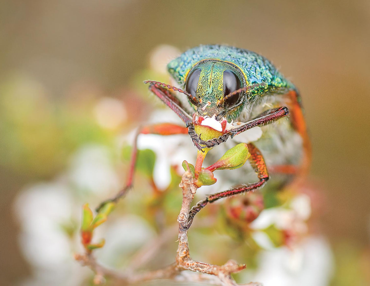 Jewel beetle on tea tree, Fitzgerald River National Park, Western Australia