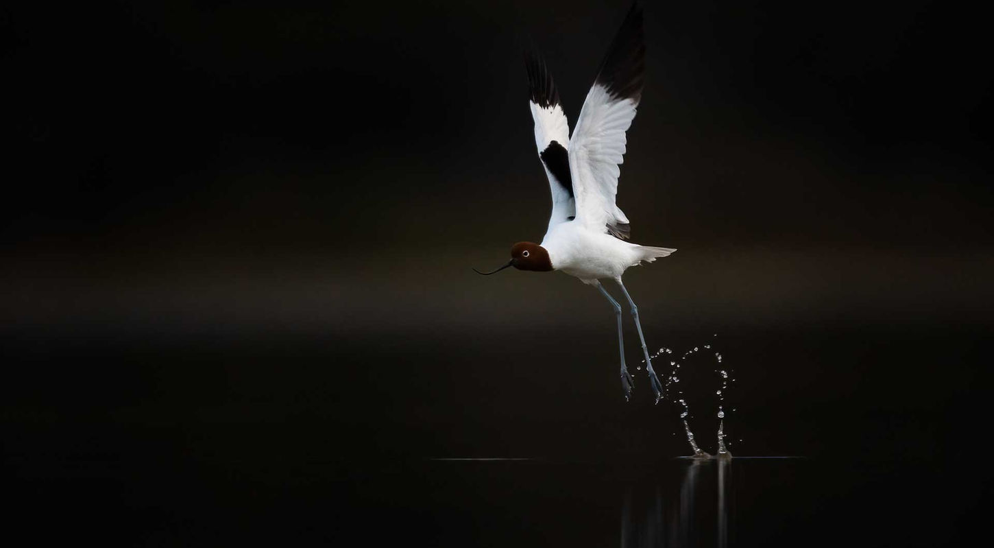 Red-necked Avocet, Bremer Bay, Western Australia
