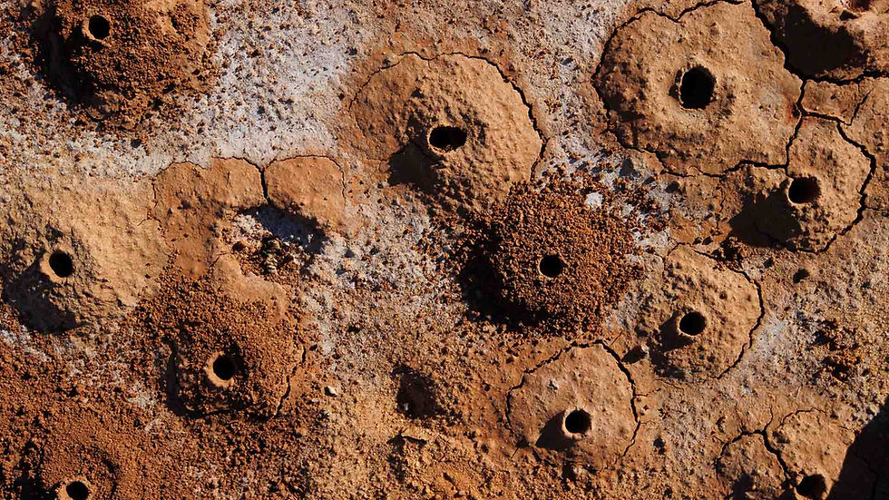 Dawson's Burrowing Bees Web Version-7.jpg