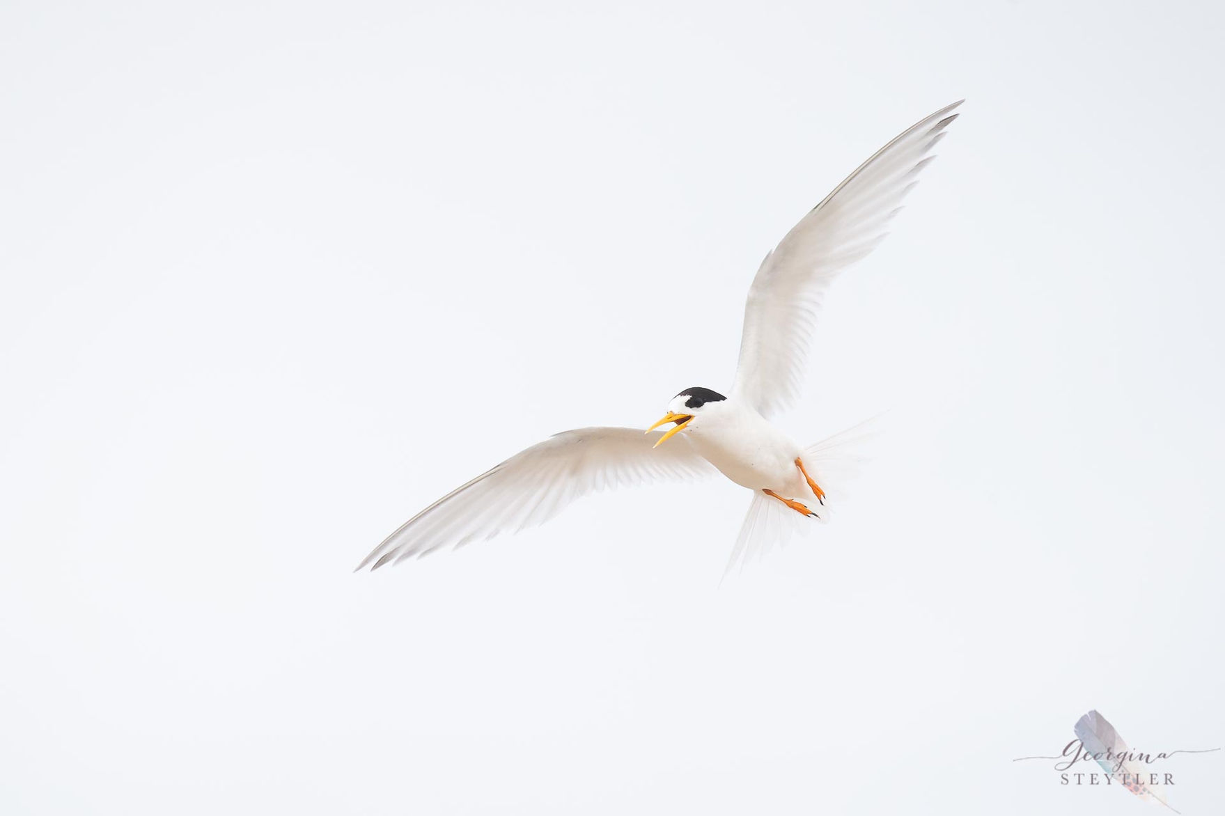 Australian Fairy Tern in flight, Penguin Island, Western Australia