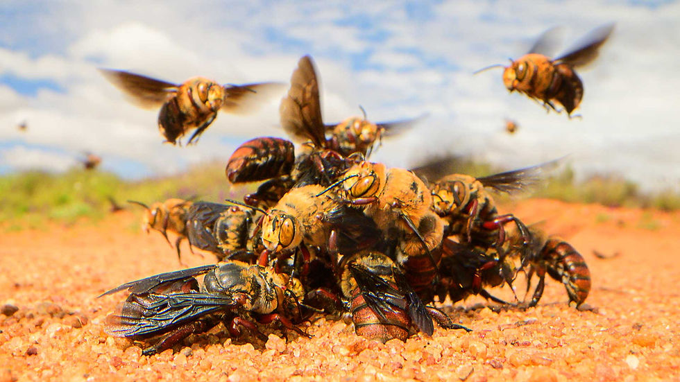 Dawson's Burrowing Bees.jpg