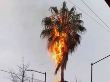 Rayo provoca incendio de palmera en plena tormenta en León, Guanajuato