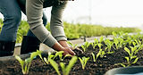 Greenhouse plants.jpeg