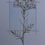 Thumbnail: Cuckoo flower