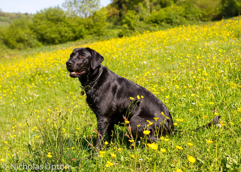 dog-walker-in-sussex-olive