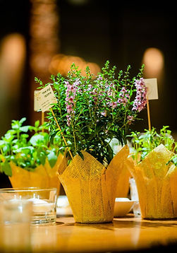 עציצים לאירועים צמחי תבלין מתנות