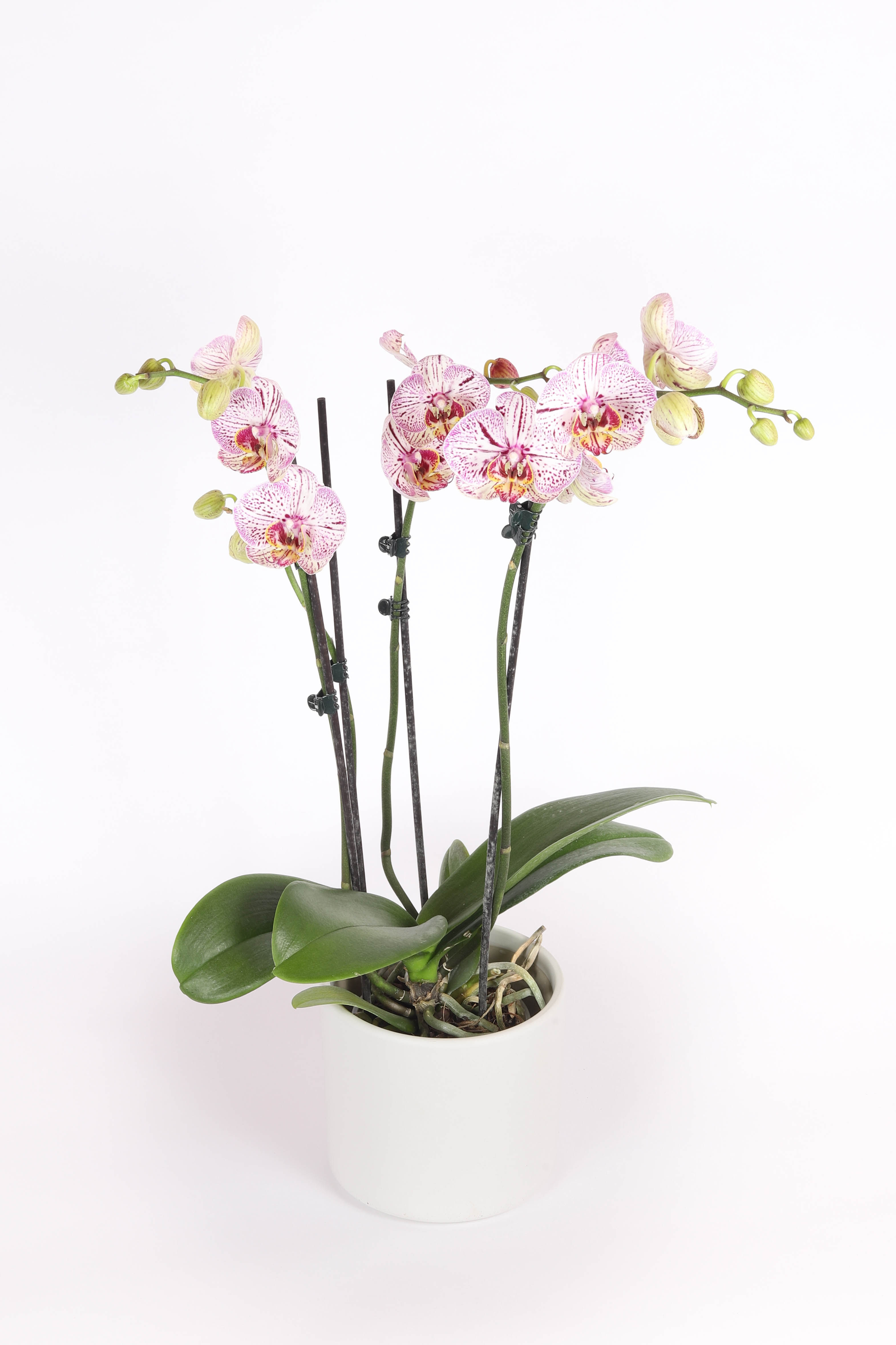 סחלב 3 עמודים