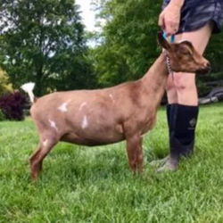 Hottie's Jr doe photo- PC to Primrose Hill