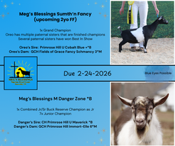 Oreo (FF) x Danger *B