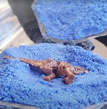 Fossil bath bomb animal crossing dinosaur