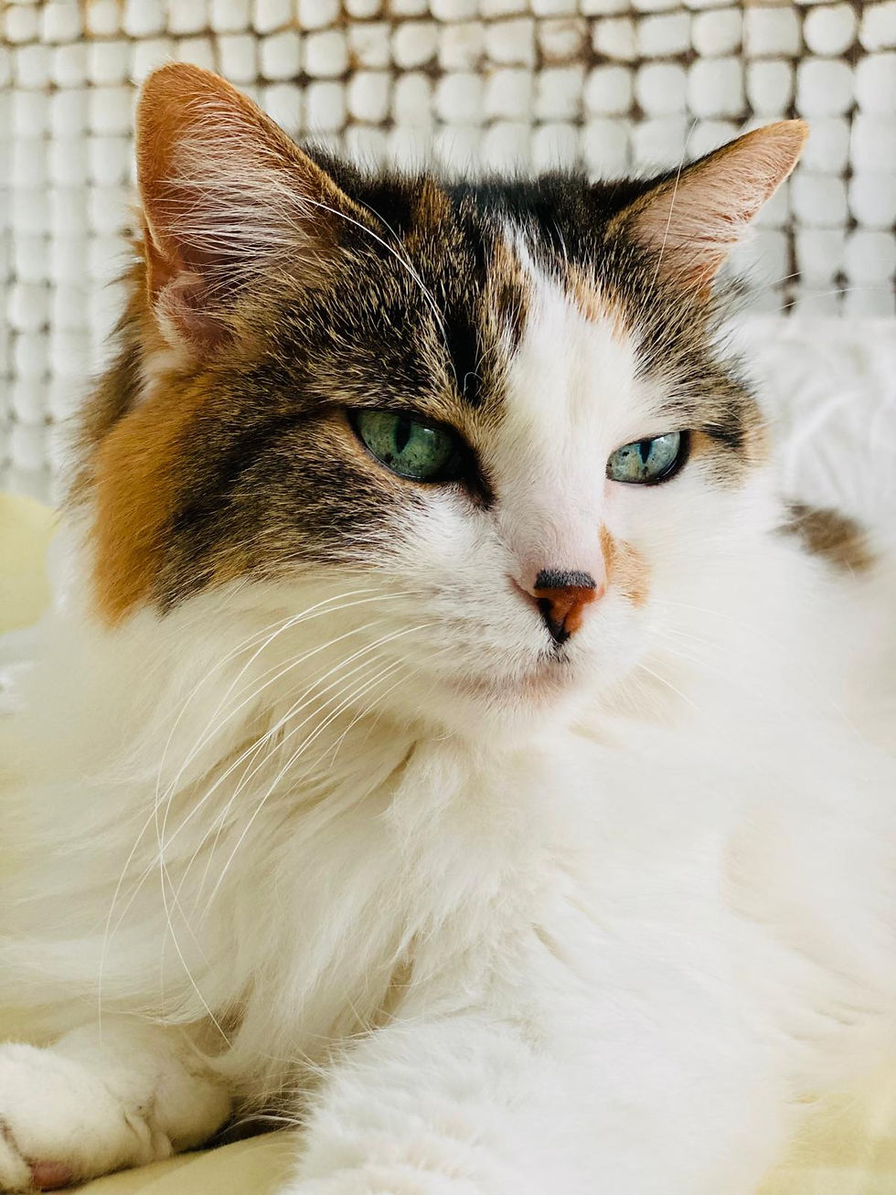 WhatsApp Image 2026-02-18 at 14.14.41.jpeg