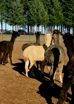 Alpacas - A Lifestyle Choice